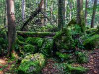 Vielarmiger Baumrelikt überragt Felsgruppe